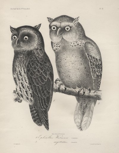 1. Ephialtes Watsonii, 2. (Ephialtes) Sagittatus, litho by J.T. Bowen, 1850 by Henry Louis Stephens